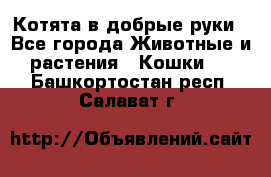 Котята в добрые руки - Все города Животные и растения » Кошки   . Башкортостан респ.,Салават г.